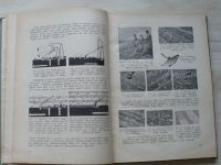 Vaněk - Více zeleniny v zahrádce (Chrudim 1940)