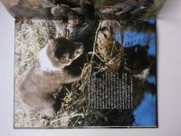 Chaloupek, Vogeltanz - Méďové - Půl roku s medvědími kluky (2000)