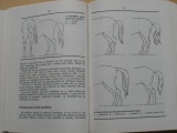 Popluhár - Základy športového jazdenia na koni (1981) slovensky