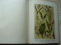 Atlas rostlin - 80 tabulí barvotiskových, na kterých jest vyobrazeno 459 druhů rostlin u nás divoce rostoucích nebo pěstovaných.