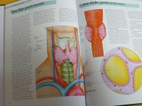 Vědomosti v kostce - Lidské tělo - ( Orgány - Tělní systémy - Funkce)