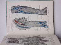 Toldt, Hochstetter - Anatomischer Atlas - Band 1-3 (1960-1963) anatomický atlas, 3 svazky - německy