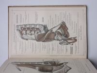 Toldt, Hochstetter - Anatomischer Atlas - Band 1 (1937) anatomický atlas, pouze 1. díl - německy