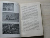 Komárek - Lovy v Karpatech - vzpomínky zoologovy (1942) 1. vydání