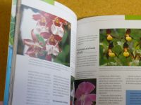 Pinske - Orchideje - Nejkrásnější druhy a hybridy - výběr - pěstování (2009)