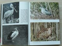 Hanzák - Velký obrazový atlas ptáků (1974)