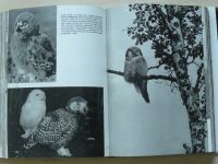 Hanzák - Velký obrazový atlas ptáků (1974)