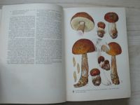 Pilát - Naše houby II. - Kritické druhy našich hub (1959) il. Ušák