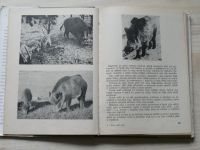 Mikula - Život naší zvěře (1954) Lesnická knihovna