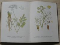 Blažek, Kučera, Hubík - Léčivé rostliny ve sběru i kultuře (1952) 118 bar. tabulí