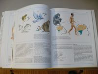 Lidské tělo - Srozumitelný a zevrubný průvodce po strukturách a funkcích lidského organismu (1992)
