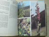 Randuška, Šomšák, Háberová - Barevný atlas rostlin (1986)