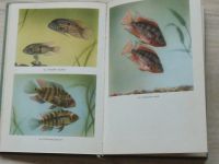 Vogel - Akvarijní rybky (Orbis 1965) kolorované fotografie