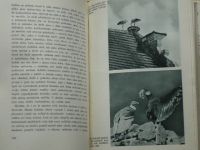 Julius Komárek - Milování v přírodě (1947)