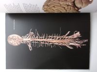 BODIES REVEALED - fascinating + real (2009) katalog anatomické výstavy