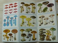 Panorama B 11 - Sbíráme houby