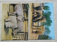 Africká zvířata - ZOO Dvůr Králové nad Labem - 6 pohlednic + obálka