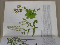 Marie Trebenová - Léčivé rostliny z boží zahrady