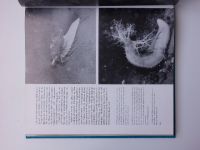 Alscher, Grambow, Krause, Rauschert - Unterwasserfotografie (1986) Podvodní fotografie - německy