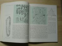 Civilizace moravského paleolitu a mezolitu - Katalog k expozici v Pavilonu Anthropos