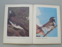 Chováme exotické ptactvo (1981)