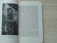 Macocha a krápníkové jeskyně Punkvina i Kateřinská - Průvodce po Macoše a nových jeskyních Kateřinské a Punkevní.. (1914)