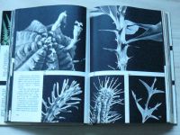 Rabšteinek - Skrytá krása rostlin (1970)