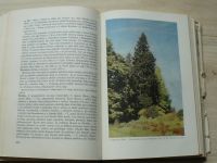 Pilát - Jehličnaté stromy a keře našich zahrad a parků (1964)