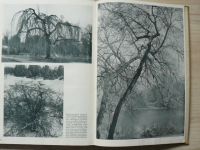 Schönheit in Baum und Strauch. Ein Gehölzbilderbuch. Mit Geleitwort von Karl Foerster