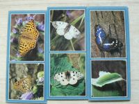 Denní a noční motýli - Pressfoto - 21 listů v třídílné obálce