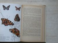 Moucha - Sbíráme motýly (1972)