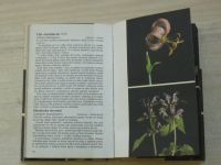 Rabšteinek, Poruba - Lesní rostliny ve fotografii (1983)