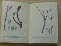 Červenka, Cigánová - Klíč k určování dřevin podle pupenů a větviček (1980)