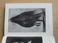 Jiránek - O českém malířství moderním a jiné práce (1962)
