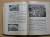 Speciální chov hospodářských zvířat - Velká zvířata (SZN 1961)