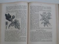 Bottner - Gartenbuch für Anfänger (1922) Zahradní kniha
