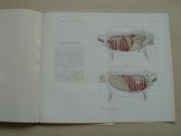 Marek - Diagnostik der inneren Krankheiten der Haustiere (1912)