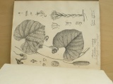 Presl - O přirozenosti rostlin aneb rostlinář (Praha 1825) 2. díl