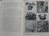 Böhmig - Zimmer pflanzen kunde - Pokojové rostliny (1961)