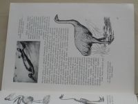 Přírodopis živočišstva 1., 2., 3. (1956, 1957) 3 knihy