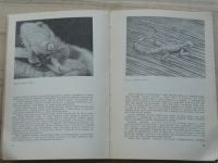 Čihař - Obojživelníci a plazi - Katalog k expozici zoologického odd. Národního muzea v Praze (1973)