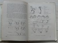 Schürer, Richter - Kreslení na tabuli (SPN 1959)