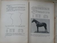 MVDr. Lechner - Studie stavby těla jezdeckého koně (Neubert 1931)
