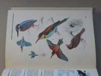 Dr. Černý - Birds (1975) anglicky