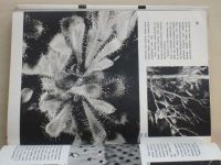 Rabšteinek - Skrytá krása rostlin (1970)
