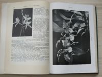 Dagerförde - TOPF-UND MARKTPFLANZEN (1930) Tržní květiny