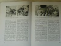 Kordes - Rosen - Zuchtung, Anpflanzung und Pflege (1932) Růže