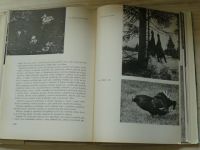 Lesy v Československu (1960)
