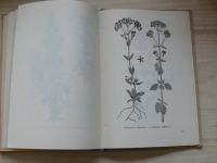 Mycák - Pestovanie liečivých, aromatických a koreninových rastlín (1953)