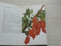 Malá pomologie 5 - Luža - Rybíz, angrešt, maliny, ostružiny a jahody (1967)